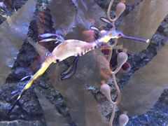 -迪拜水族馆及水下动物园