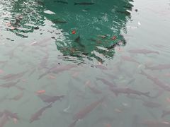 -咱家王新国把子肉(县东巷店)