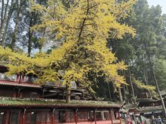 -青城山