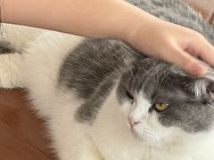 -Catmate·猫肥家润(金润铂宫店)
