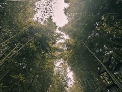 -陈家山荷花公园