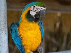 -西霞口神雕山野生动物世界