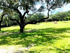 -奥兰多迪士尼动物王国乐园