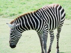 -宁波野生动物园