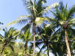 -三亚南山文化旅游区