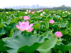 -荷塘月色湿地公园·向阳花洲