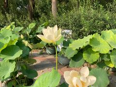 -莲花池公园