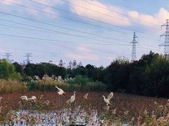 -上海长兴岛郊野公园