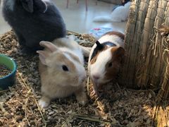 -喵宠乐园·撸猫互动·猫舍