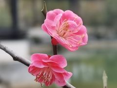 -春色如许·茶食餐厅(桃李春风店)