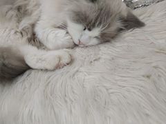 -共舞时光猫咖·狗咖(新街口店)