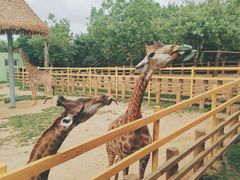 -西霞口神雕山野生动物世界