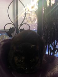 -RL Nail·瑞丽美甲美睫品牌原创店