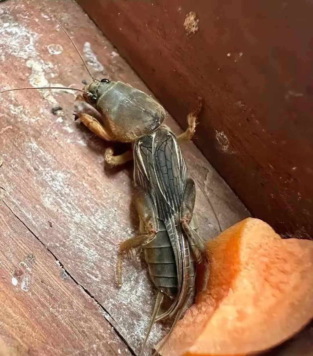 在你家乡,管这个叫什么?