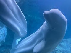-珠海长隆海洋王国