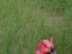 -红花山公园