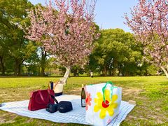 -上海共青森林公园