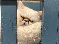 -吉丁鸟咖·异宠·寄养