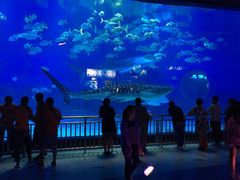 -烟台海昌鲸鲨海洋公园