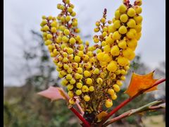 -杭州植物园