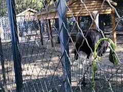 -长白岛森林公园