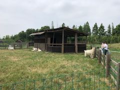 -田园东方蜜桃村的田野营地