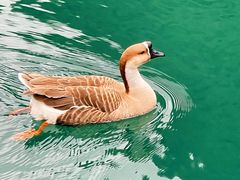 -靖西鹅泉风景区