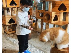 -more than meow吴止猫主题餐厅(承德 中船汇店)