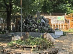 -合肥野生动物园