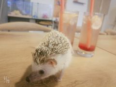 -平行世界·猫咖(首经贸店)