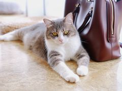 -Catmate·猫肥家润(金润铂宫店)