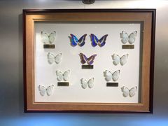 -上海昆虫博物馆