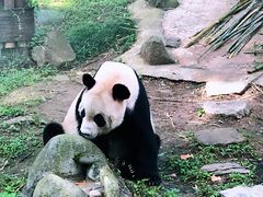 -都江堰中华大熊猫苑