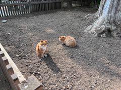 -大觉寺-停车场