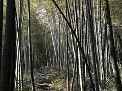 -午潮山国家森林公园