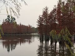 -白鹭湾湿地公园