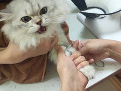 -瑞鹏宠物医院·夜间急症·心超·猫科(祖庙分店)