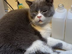 -猫小院猫主题餐厅(南锣旗舰店)