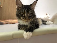 -COLOR PETS 撸猫馆·购猫·猫咖(长风大悦城店)