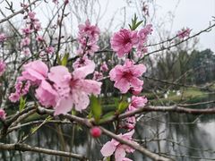-杭州植物园