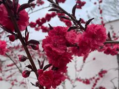 -石家庄市植物园
