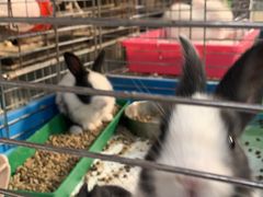 -中环花鸟鱼虫市场