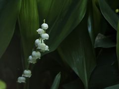 -国家植物园