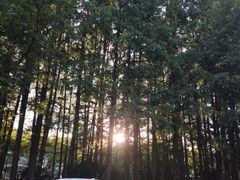 -杭州西湖风景名胜区-满觉陇四眼井