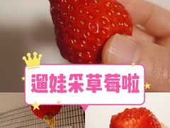 -青浦采草莓天天草莓园