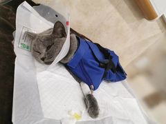-宠爱国际动物医院· 猫科· 外科·中兽医(长白店)