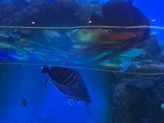 -瑞德姆美人鱼海底演艺主题餐厅(亚龙湾店)