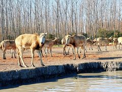 -溱湖国家湿地公园