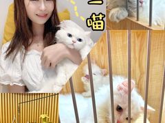 -山宅一喵德文卷毛猫舍