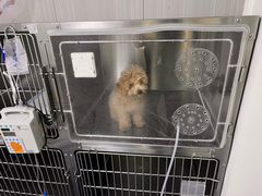 -佑安动物医院·全科·内窥镜中心(幸福巷店)